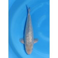 KGE.88 GINRIN SORAGOI